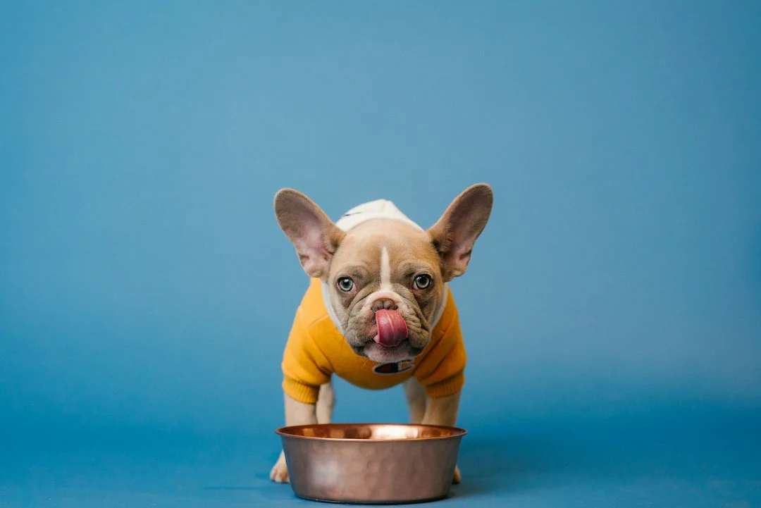 Global Pet Market Outlook 2026: Key Growth Segments and Sourcing Opportunities